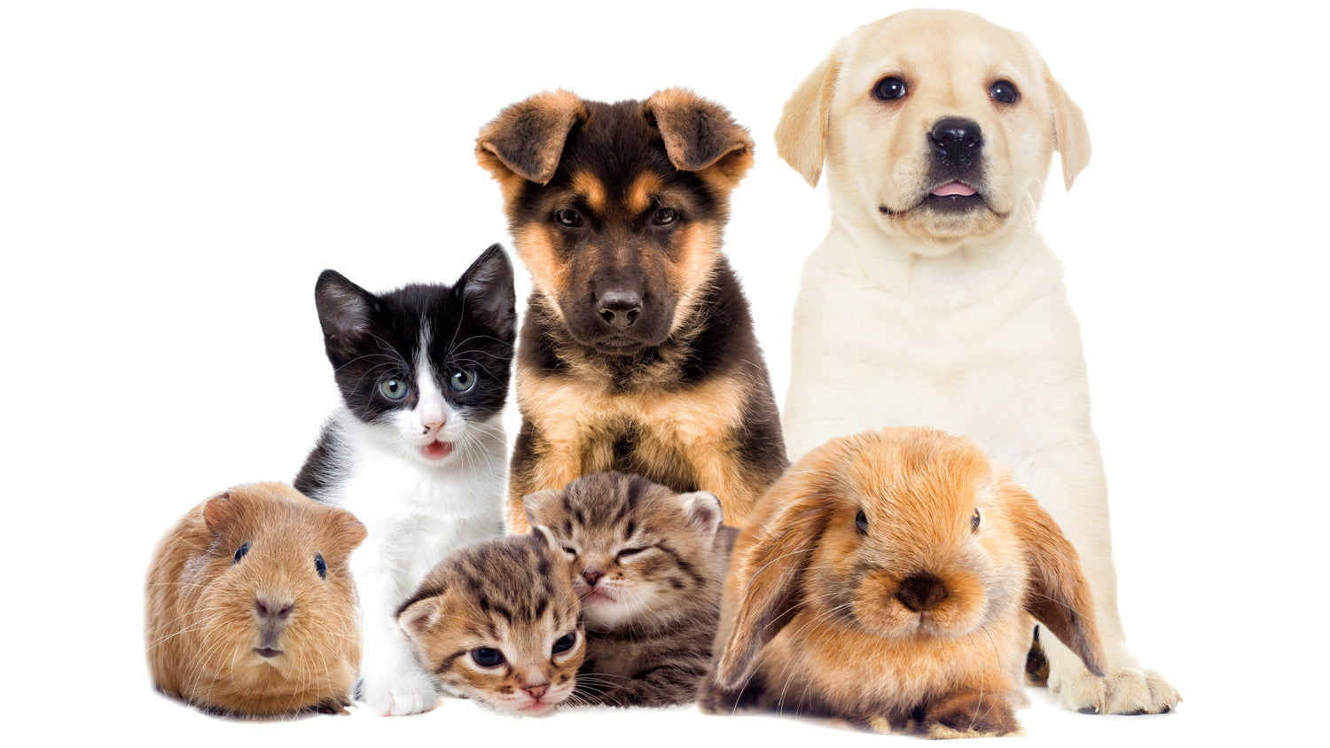 Pet Essentials