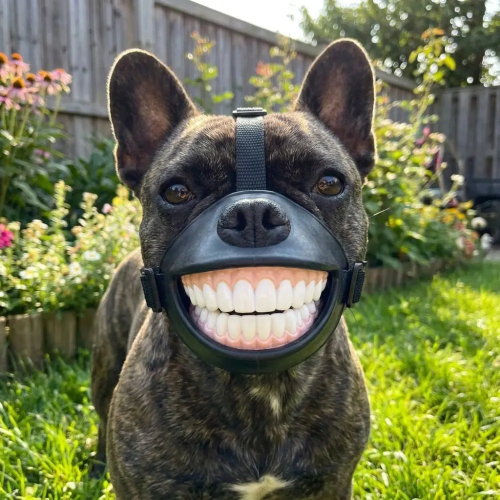 Grinning Dog Muzzle