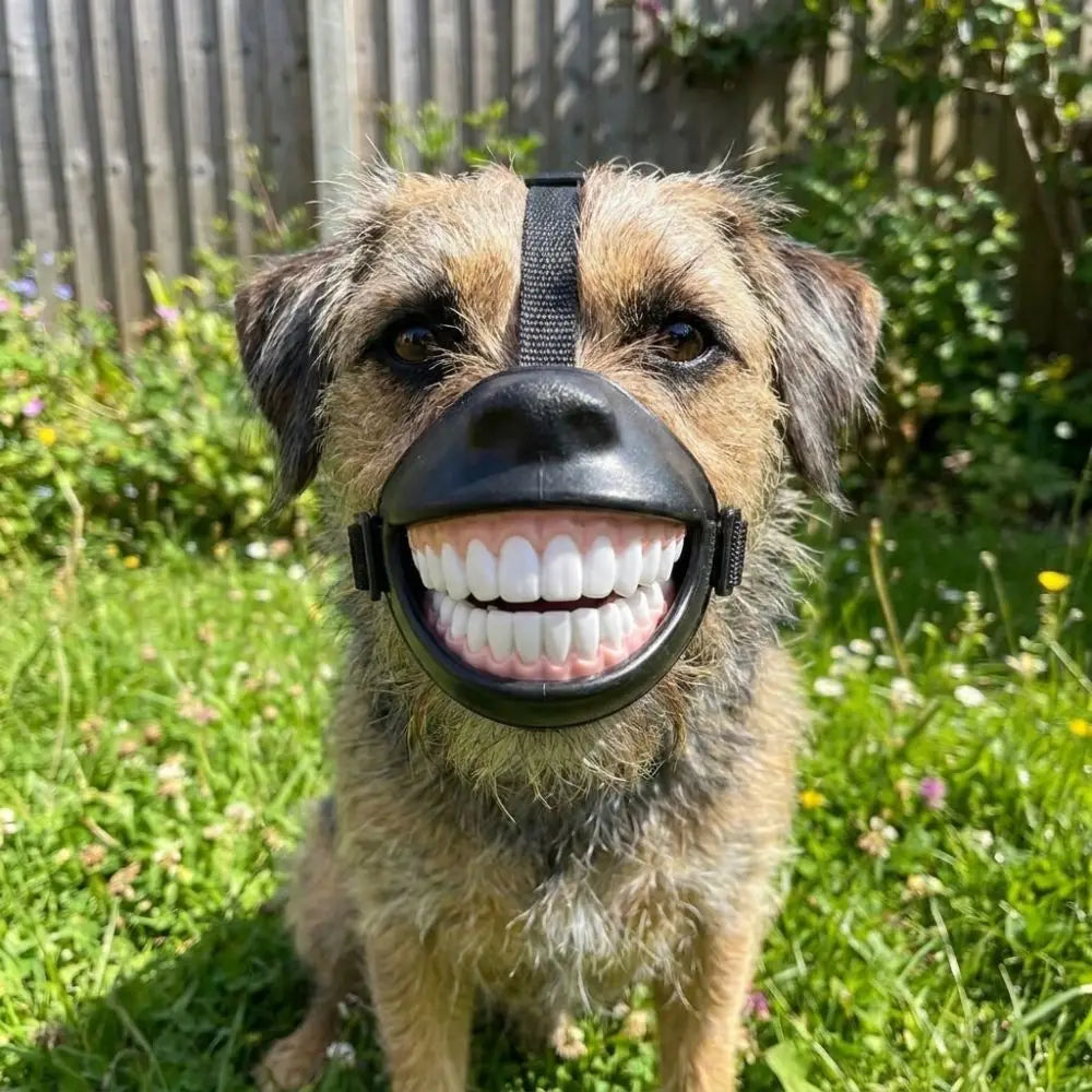 Grinning Dog Muzzle