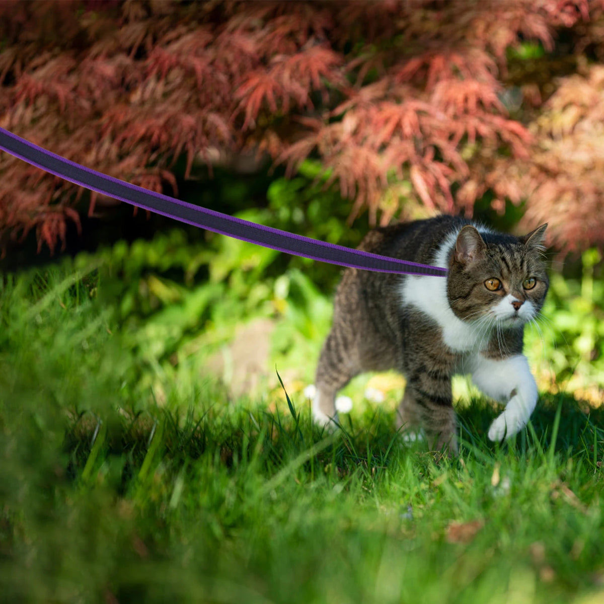 TrailRun Long Line Dog Lead (up to 15m)