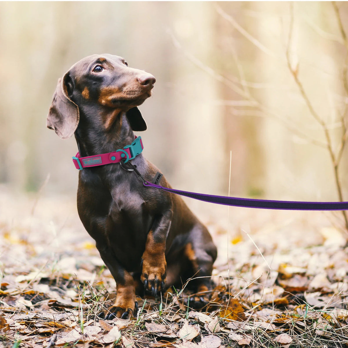 TrailRun Long Line Dog Lead (up to 15m)